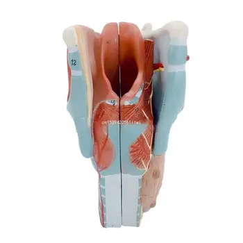 Insan Larinks Anatomisi Modeli, 2x Büyütülmüş Anatomik Larinks Modeli Ayrılabilir İnsan Boğaz Modeli Anatomi Hastalıkları Dropship