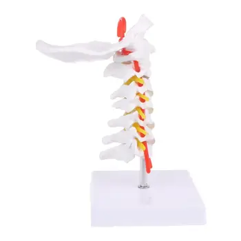 G5AA Servikal Vertebra Arteria Omurga Spinal Sinirler Anatomik Modeli Yaşam Boyutu