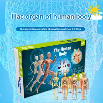 Anatomi eğitici oyuncak Vücut Modeli Çocuklar için Ayrılabilir İskelet Sistemi Oyuncak Anatomi Fizyolojisini Öğrenmek Çalışma Araçları ile İskelet