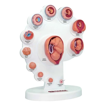 4D İnsan Embriyo Gelişimi Anatomik Modeli Fetal Büyüme Organı Öğretim Alpinia Monte Oyuncaklar