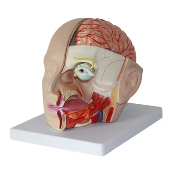 Dropship Serebral Arter Anatomik Modeli, Ayrılabilir İnsan Kafası Anatomik Modeli