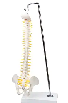45CM vertebral Kolon Modeli Pelvis Anatomisi Tıbbi Omurga Kemik Asılı Tip Öğretim Yardımı Eğitim